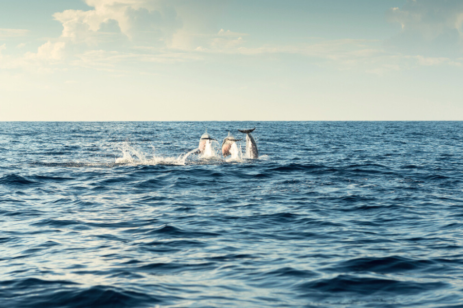 Dolphin tour, Vrsar