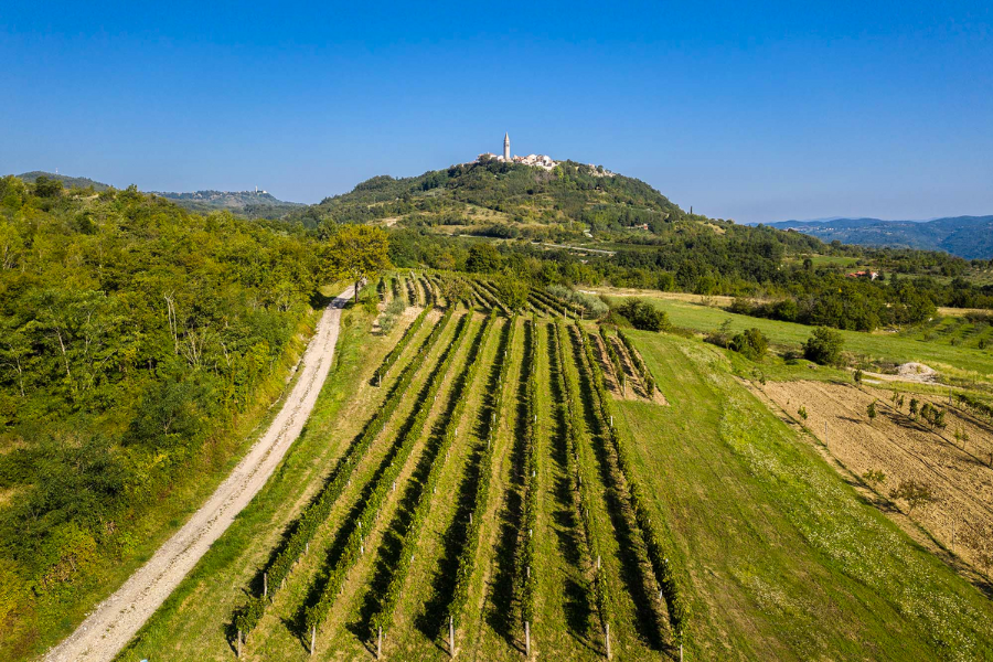 Vinarija Baćac, Istra